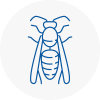 Lanarkshire Wasp Nest Removal